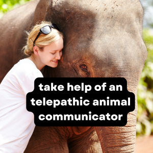 Using telepathic animal communicators to trace lost animals - tips to trace lost animals. 